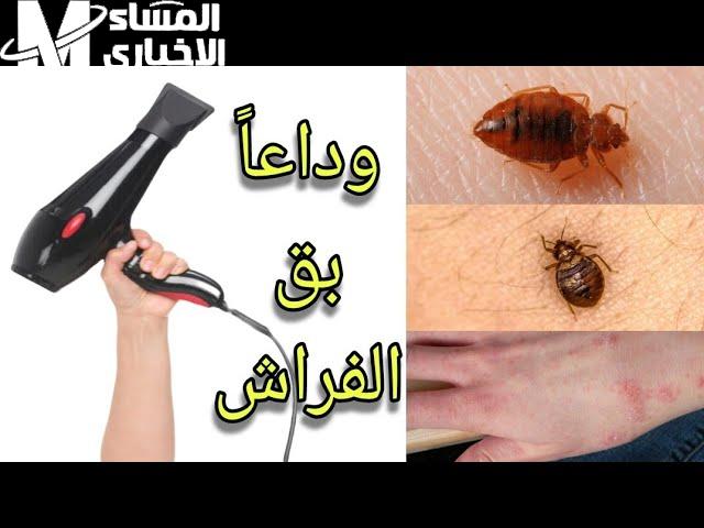 حشرة الفراش البق