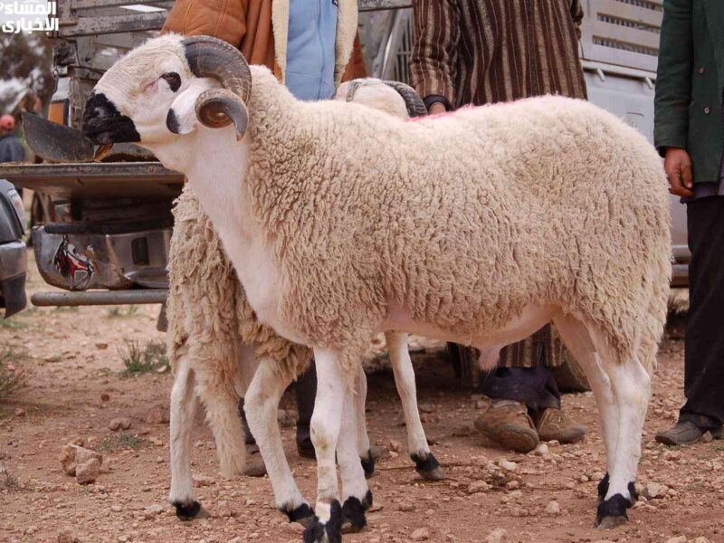 لحمتك بسعر حلو .. سعر كيلو اللحم الجاموسي قائم اليوم الجمعة 6/6/2025 أسعار الأضاحي في مصر