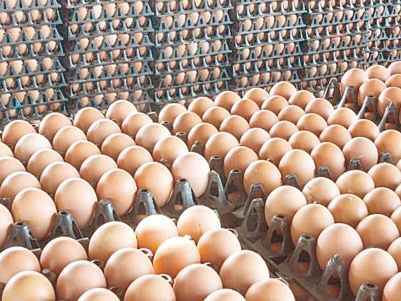 بيضك جاهز للفطار.. أسعار البيض اليوم الخميس 26/6/2025