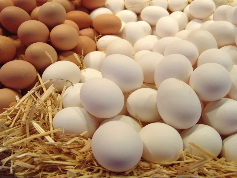 بيض النهارده مختلف.. أسعار البيض اليوم الأحد 29/6/2025