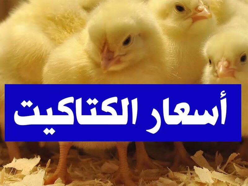 تعرف على أسعار الكتاكيت.. أسعار الكتاكيت اليوم الثلاثاء 10/6/2025