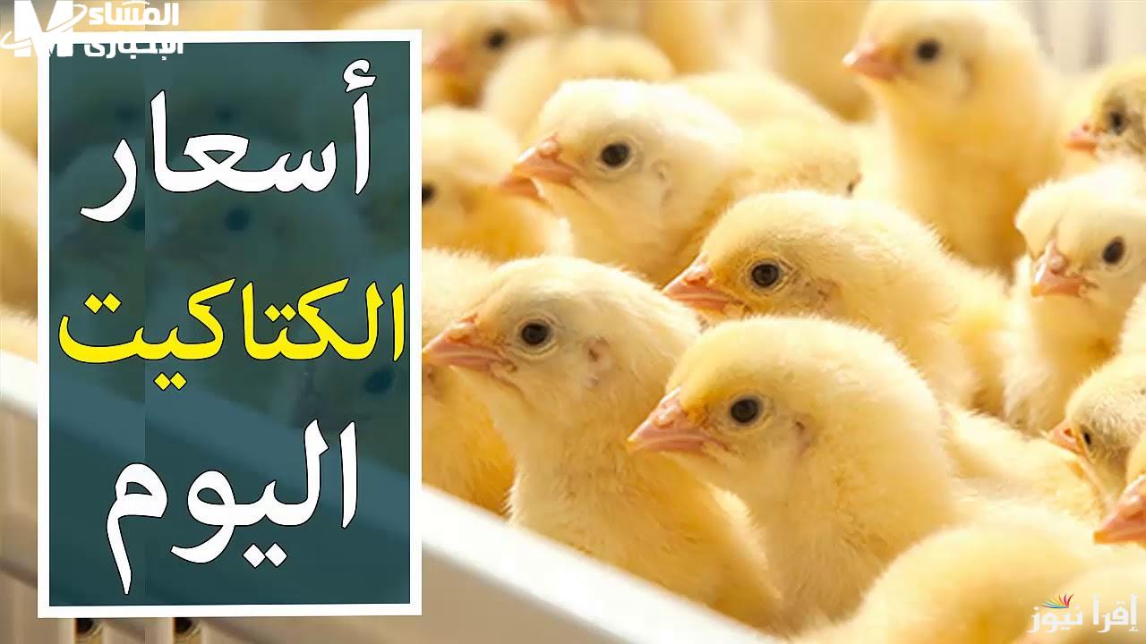 أسعار الكتاكيت اليوم