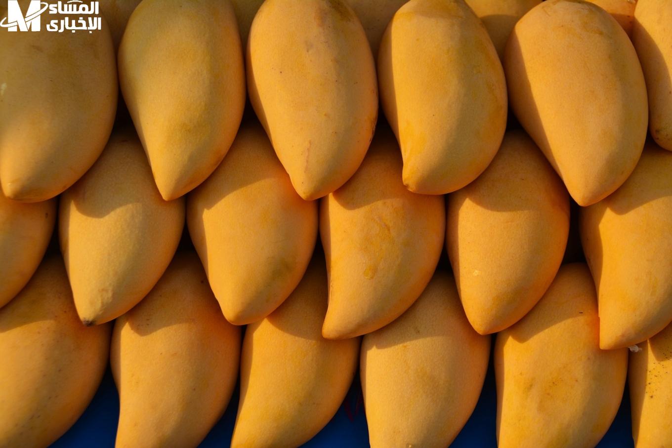 أسعار المانجو