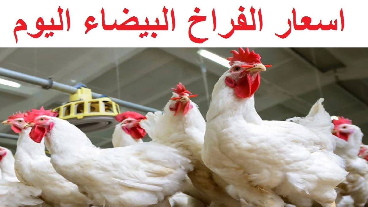 أسعار الفراخ
