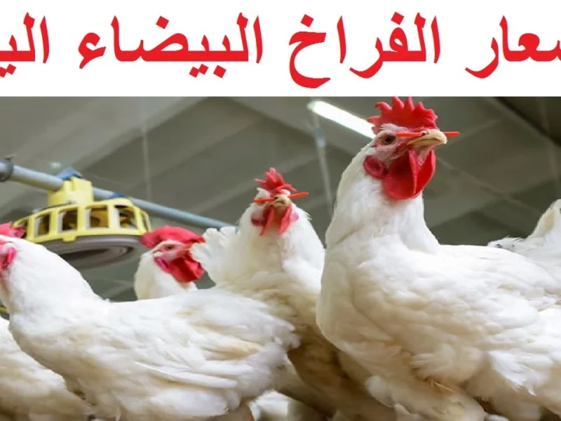 تابع معانا.. أسعار الفراخ اليوم الثلاثاء10/6/2025