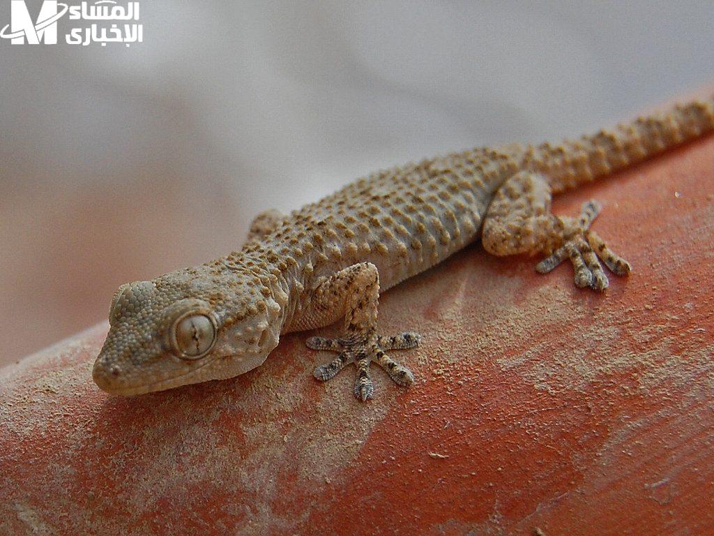البرص