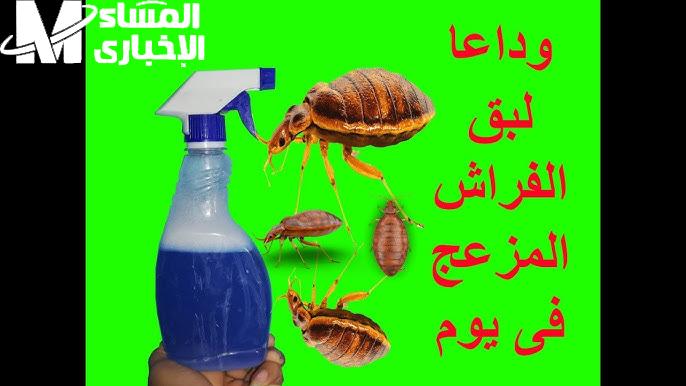 امزج الخل وابدأ.. طريقة التخلص من حشرة الفراش البق نتيجة فعالة