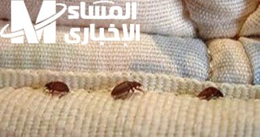التخلص من حشرة الفراش البق