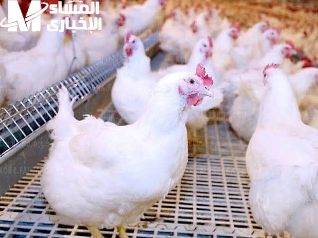 أسعار الفراخ اليوم الأحد 15/6/2025