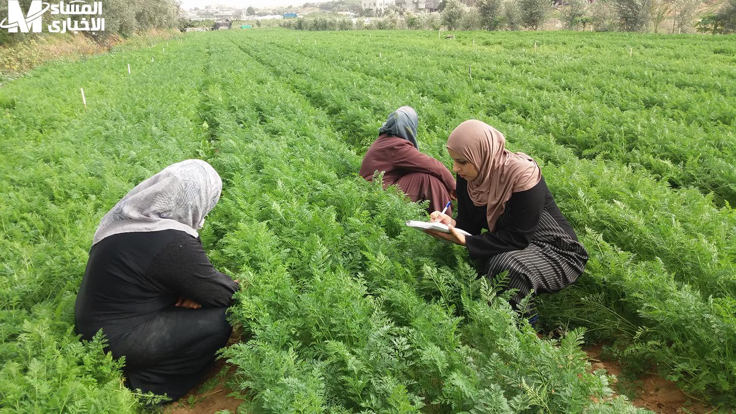 الحصول على بطاقة الفلاح