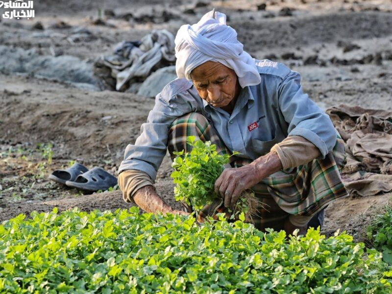 استلم بطاقتك الفلاحية اليوم.. طريقة الحصول على بطاقة الفلاح في الجزائر 2025 ثقة كاملة