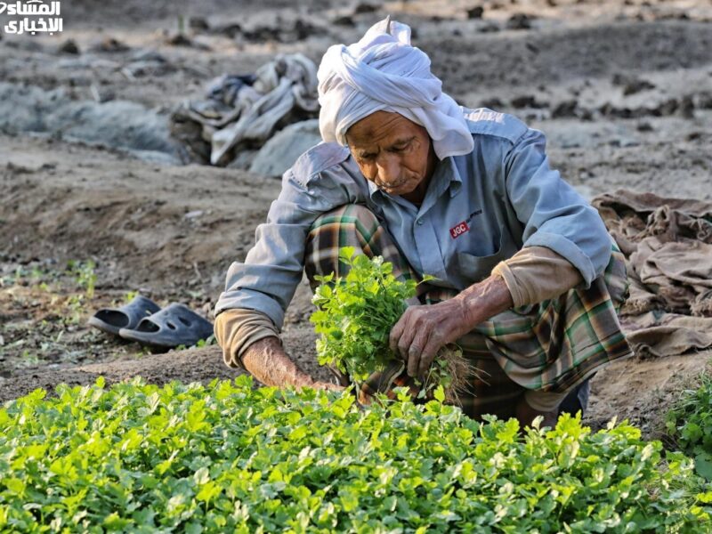 لكل الجزائريين.. طريقة الحصول على بطاقة الفلاح 2025 خطوات واضحة