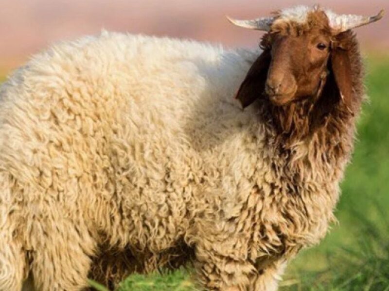 خروف العيد جاهز.. طريقة تنظيف الضاني بسهولة وسرعة ترتيب وضمان