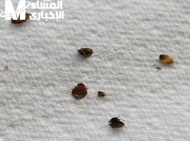 ودع الحشرات فورًا.. طريقة التخلص من حشرة الفراش نهائيًا بيئة آمنة