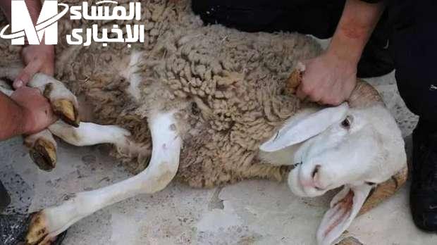 سلخ سهل وآمن.. طريقة سلخ الخروف بخطوات مُتقنة