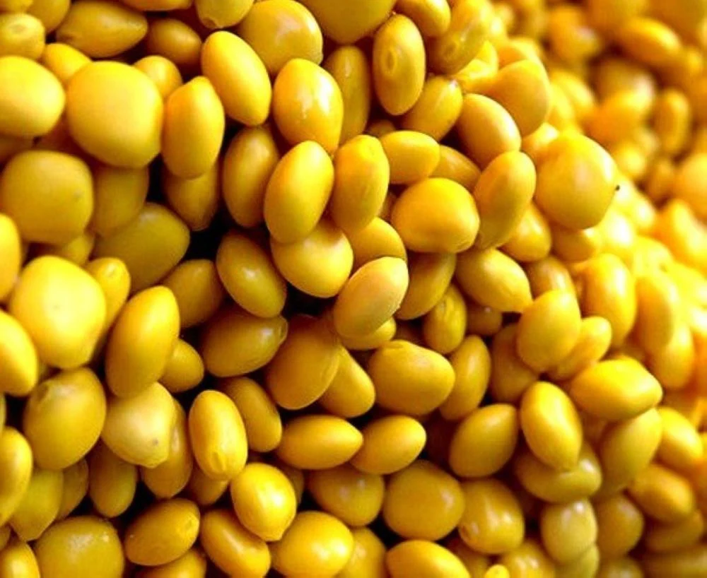 عمل الترمس الحلو