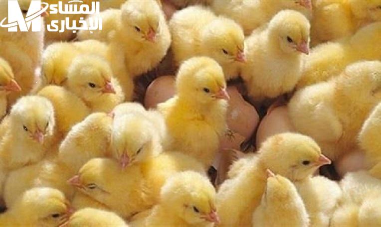 من المزارع للمستهلك.. أسعار الكتاكيت اليوم الأربعاء 9/7/2025