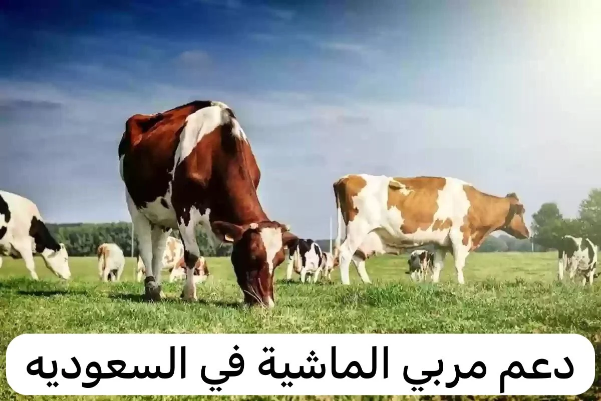 الماشية