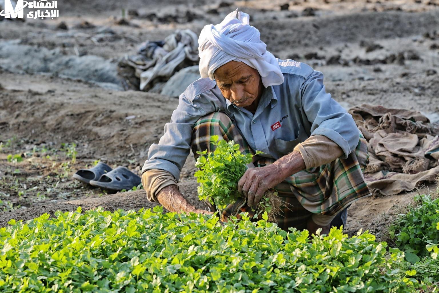 خطوات الحصول على بطاقة الفلاح في الجزائر 2025