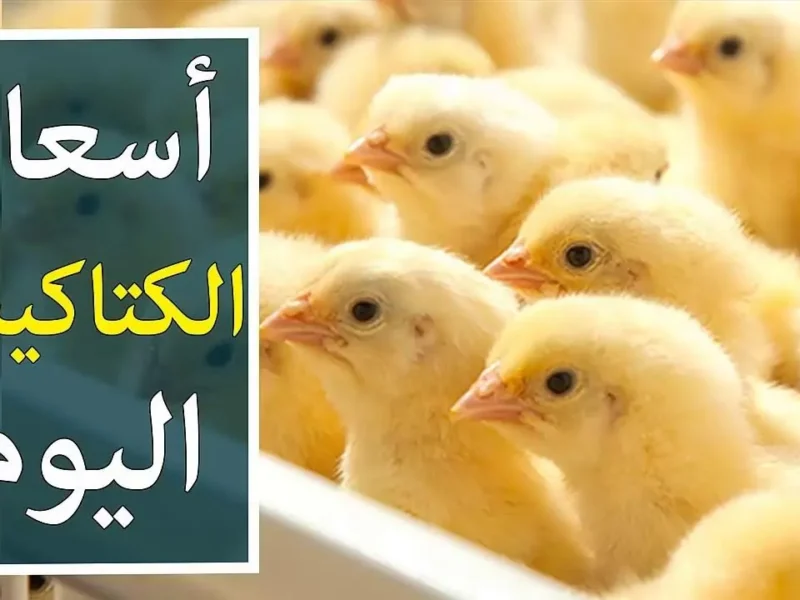الكتاكيت بتجري.. أسعار الكتاكيت اليوم الاثنين 7/7/2025