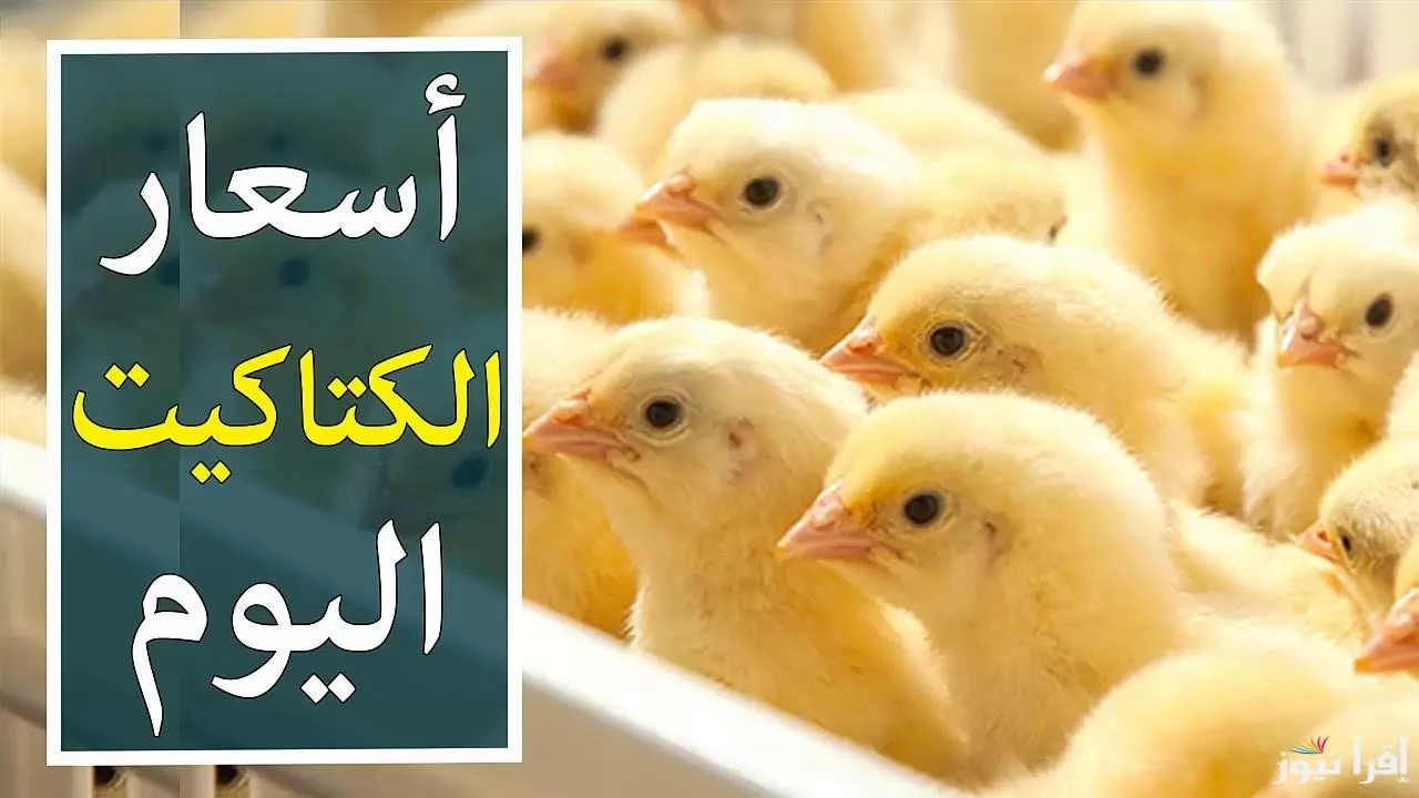 أسعار الكتاكيت اليوم الاثنين 7/7/2025