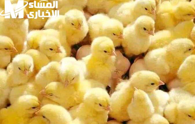 الكتاكيت بتكبر.. أسعار الكتاكيت اليوم الأحد 6/7/2025