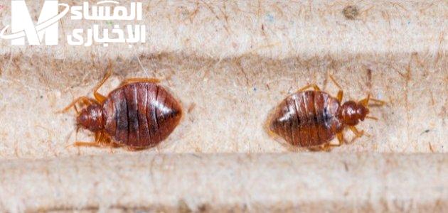 ودّعي القلق للأبد.. طريقة التخلص من حشرة الفراش البق بخطوات سهلة وسريعة